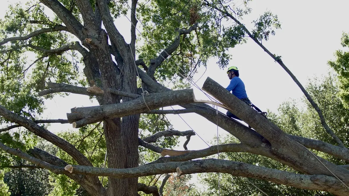 Professional Crown Thinning performed by certified arborists in High Ridge